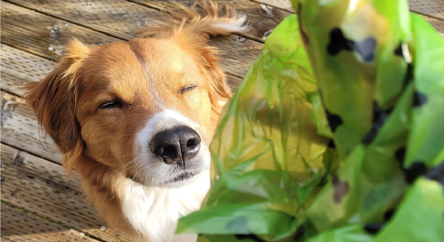 Why is my Dog's Poop Runny? Dog Poop and Nutrition Tips Chippin