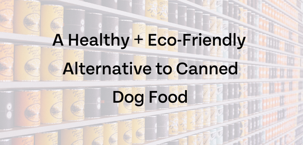 Microplastics and Canned Dog Food