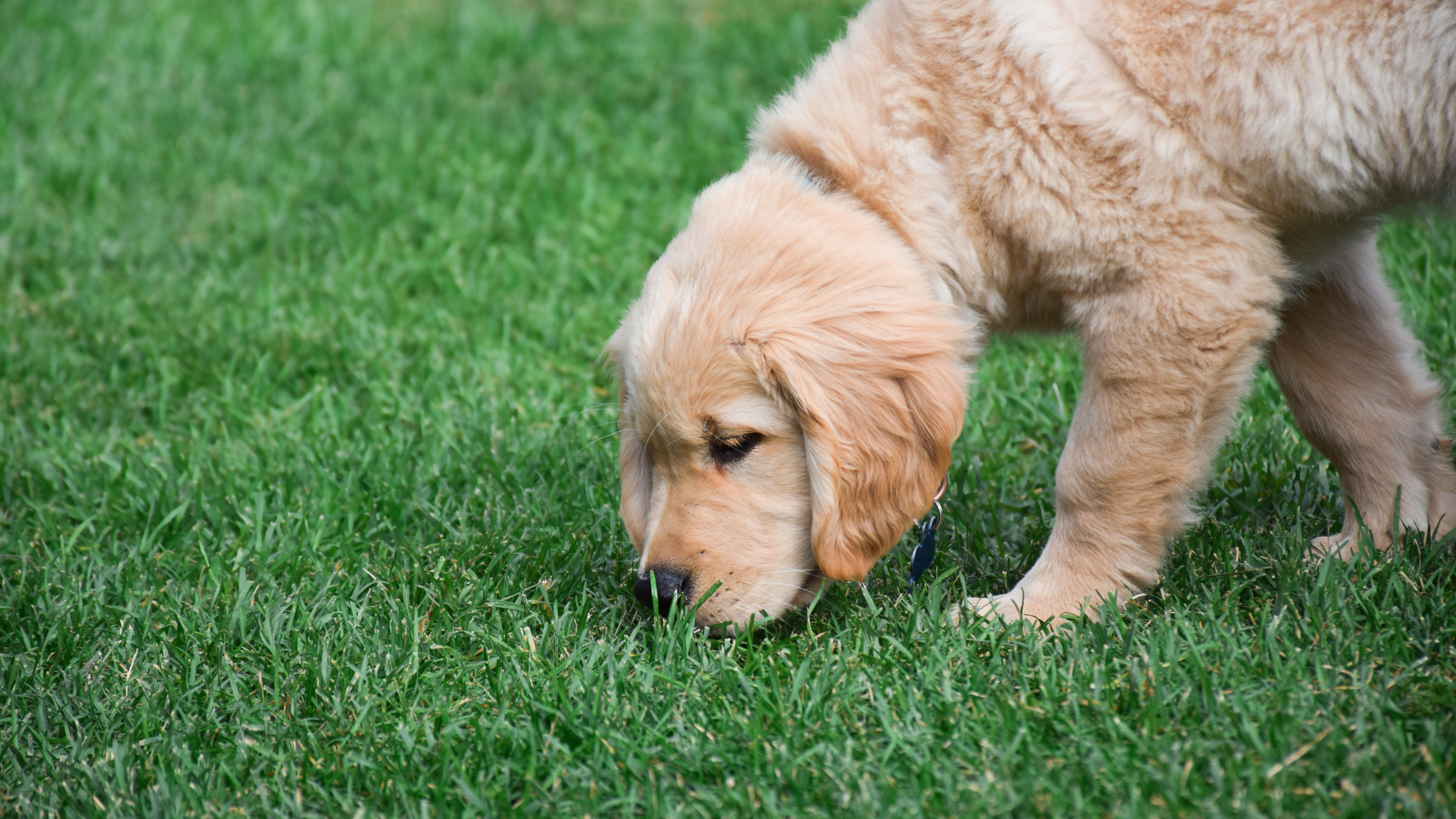 Why Dogs Eat Grass & How to Prevent It – Chippin