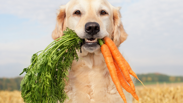 Do dogs like vegetables? YES!