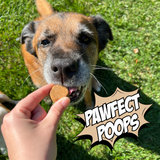 Christmas Cookie Bundle