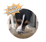 Cricket Recipe Wet Dog Food