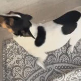 Cricket Recipe Wet Dog Food