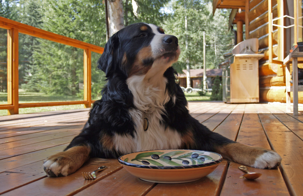 Healthy Foods to Include in Your Dog's Diet