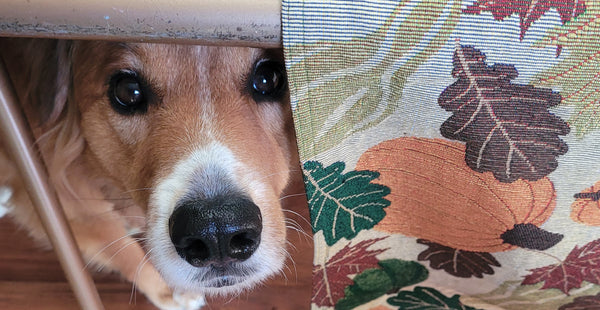 Dog with puppy dog eyes begging for food under fall themed dinner table.