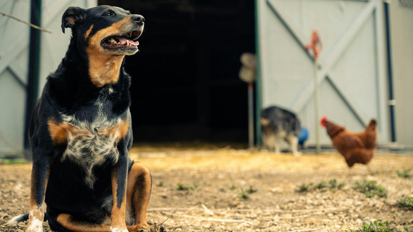 Bird Flu and Your Dog: What You Need to Know to Keep Your Pet Safe