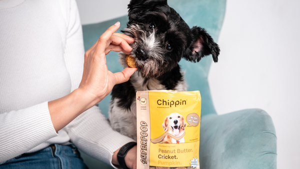 Can dogs eat crickets?