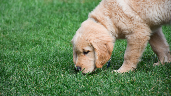 Why Dogs Eat Grass & How to Prevent It