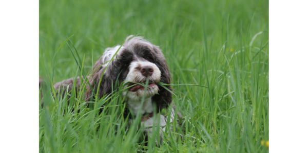 Why is my dog eating grass?