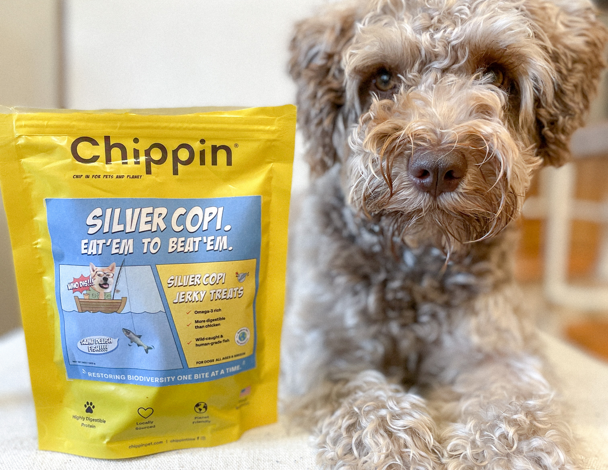 Top Ingredients to Avoid for Dogs Chippin