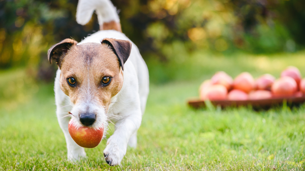 can dogs have apples