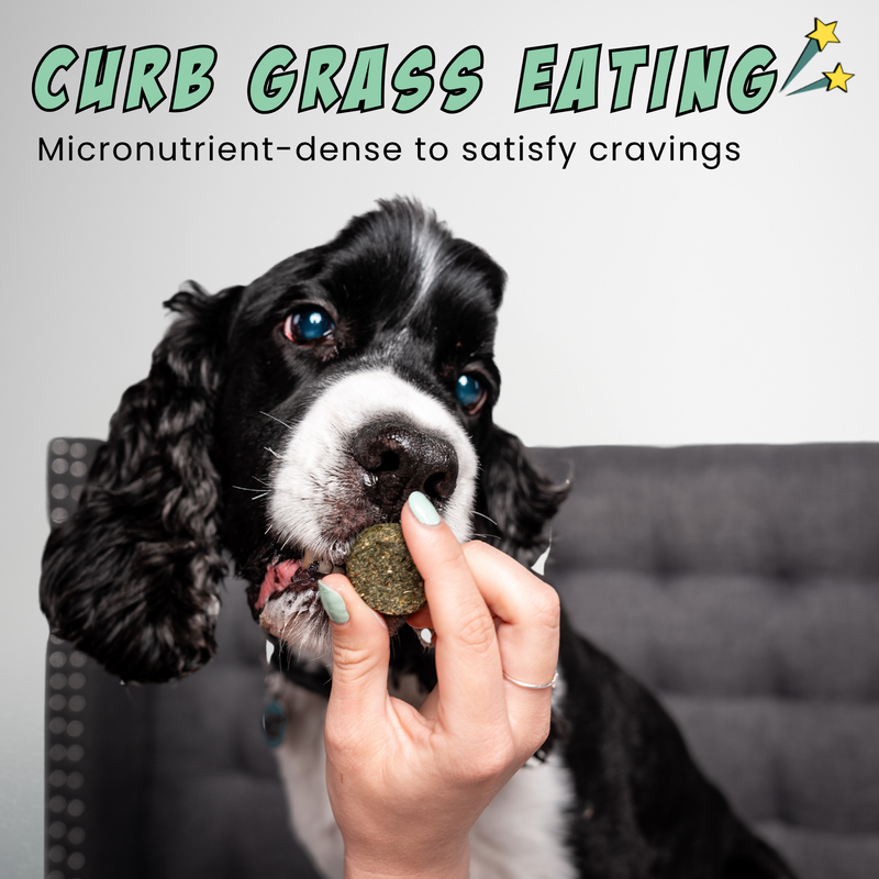 Veggie Dailies | Vegan Dog Treats | Probiotic Support | Chippin