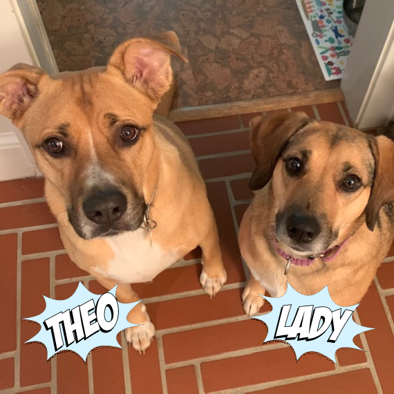 Supports upset stomach and upset tummy. May be suitable for hydrolyzed diets (hydrolized). Fresh dog food alternative! 