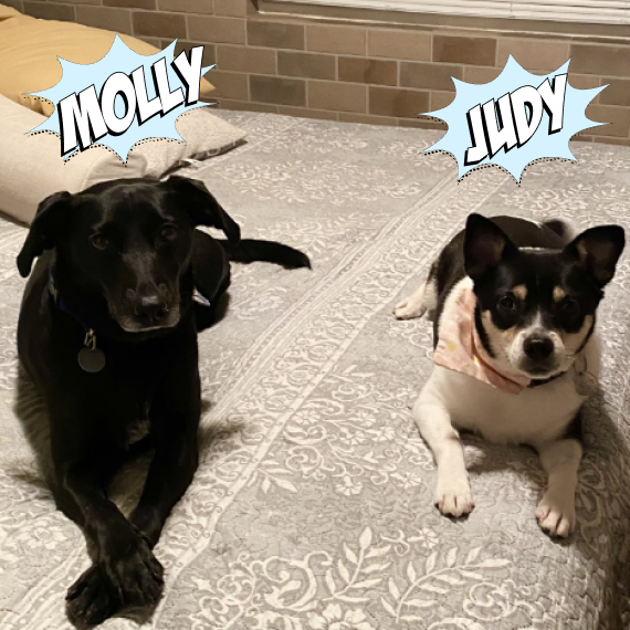 Dog food supports healthy stool and bowel movements. Fresh dog food alternative!