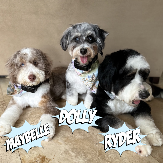 Dog won't eat food? Try dehydrated recipe with fresh ingredients! Fresh dog food alternative!