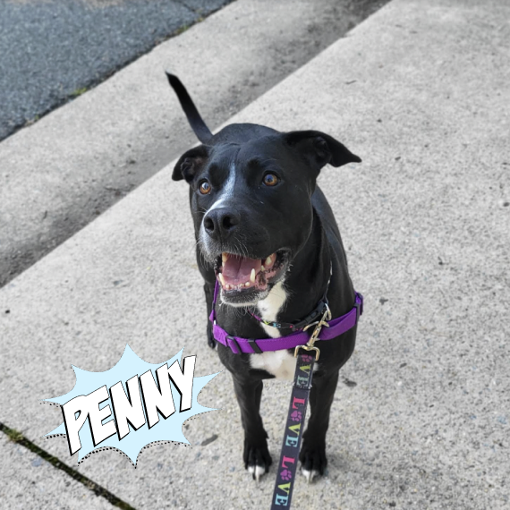 Does your dog eat grass? We can help stop the grass grazing.