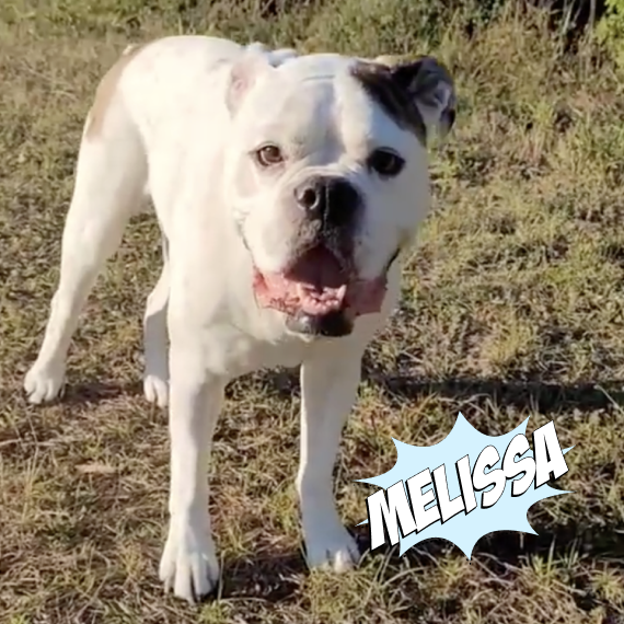 Old dog with stiff and achy joints