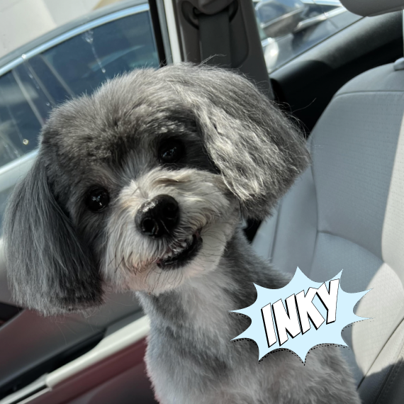 May support dogs on hydrolyzed (hydrolized) diets or dogs with meat allergies.